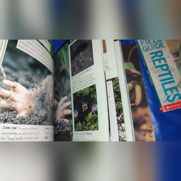 Scholastic National Audubon First Field Guide Reptiles, Insects, and Mammals - Picture 16 of 16